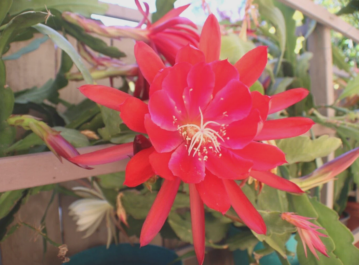 Epiphyllum Orchid Cactus Cuttings – 3 Live Epiphyllum Cuttings, 8–12 Inch Mixed Cultivars Including Lily Voodoo