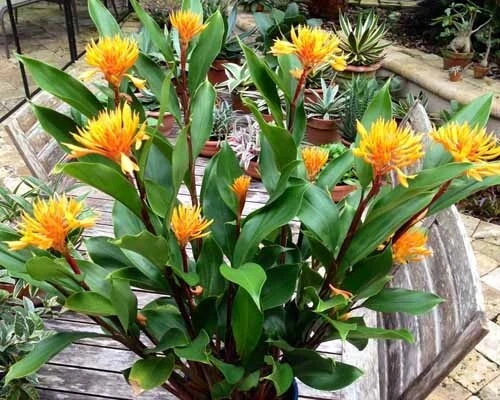 Golden Brush Dwarf Ginger Plant – Burbidgea schizocheila Small Rooted Starter, Tropical Orange-Flower Ginger for Indoor or Outdoor Garden