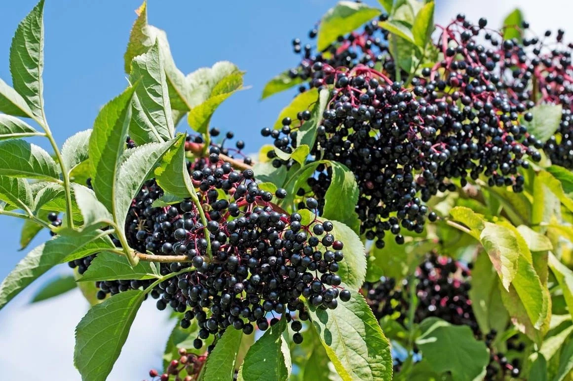 Elderberry Hardwood Cuttings – 10 Live Sambucus Canadensis Cuttings 6+ Inch, Johns & Adams Cultivars