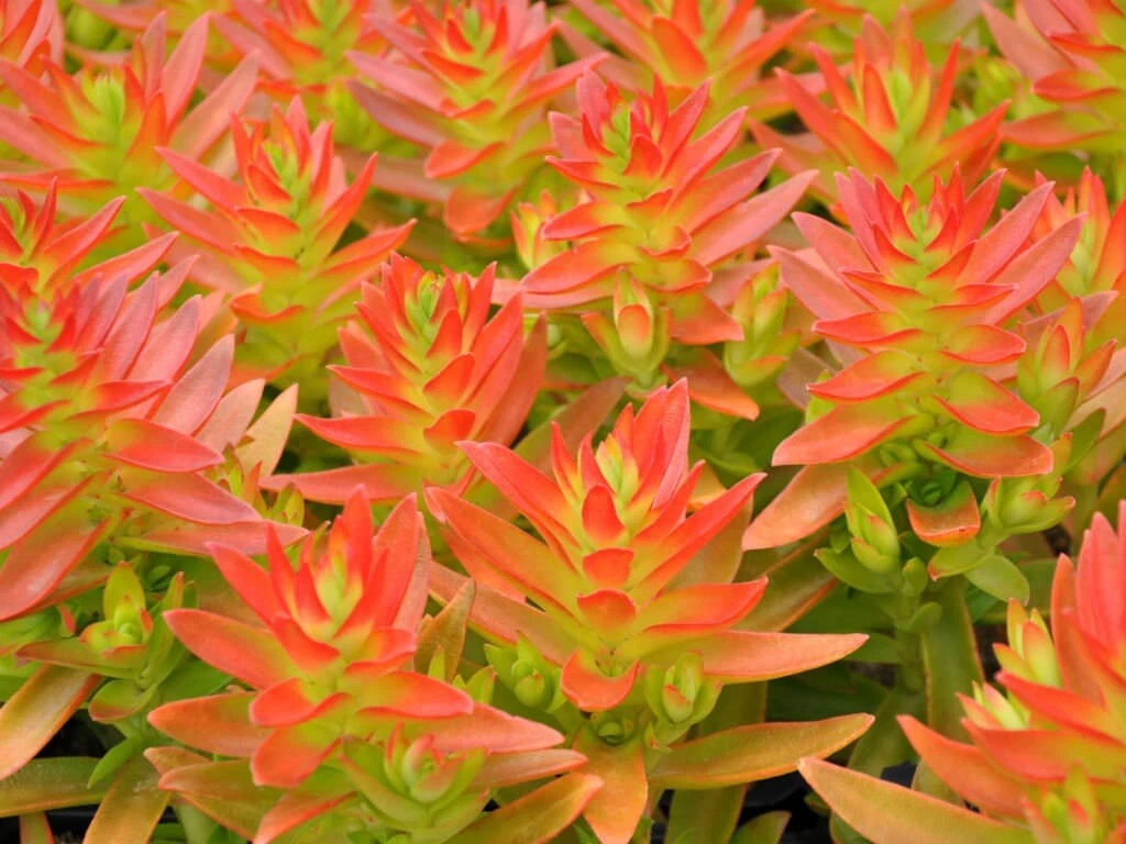 Crassula Capitella ‘Campfire’ – 3 Succulent Cuttings – Red-Tipped Rosette Form Starter Cuttings