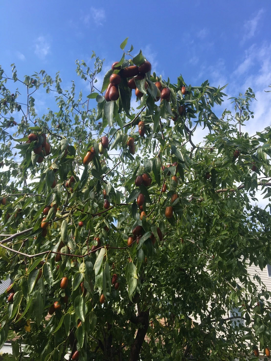 Tigertooth Jujube Cuttings – 5 Fresh 6–8in Hardened Twigs, 1-Year Wood for Rooting or Grafting, Ziziphus Jujuba
