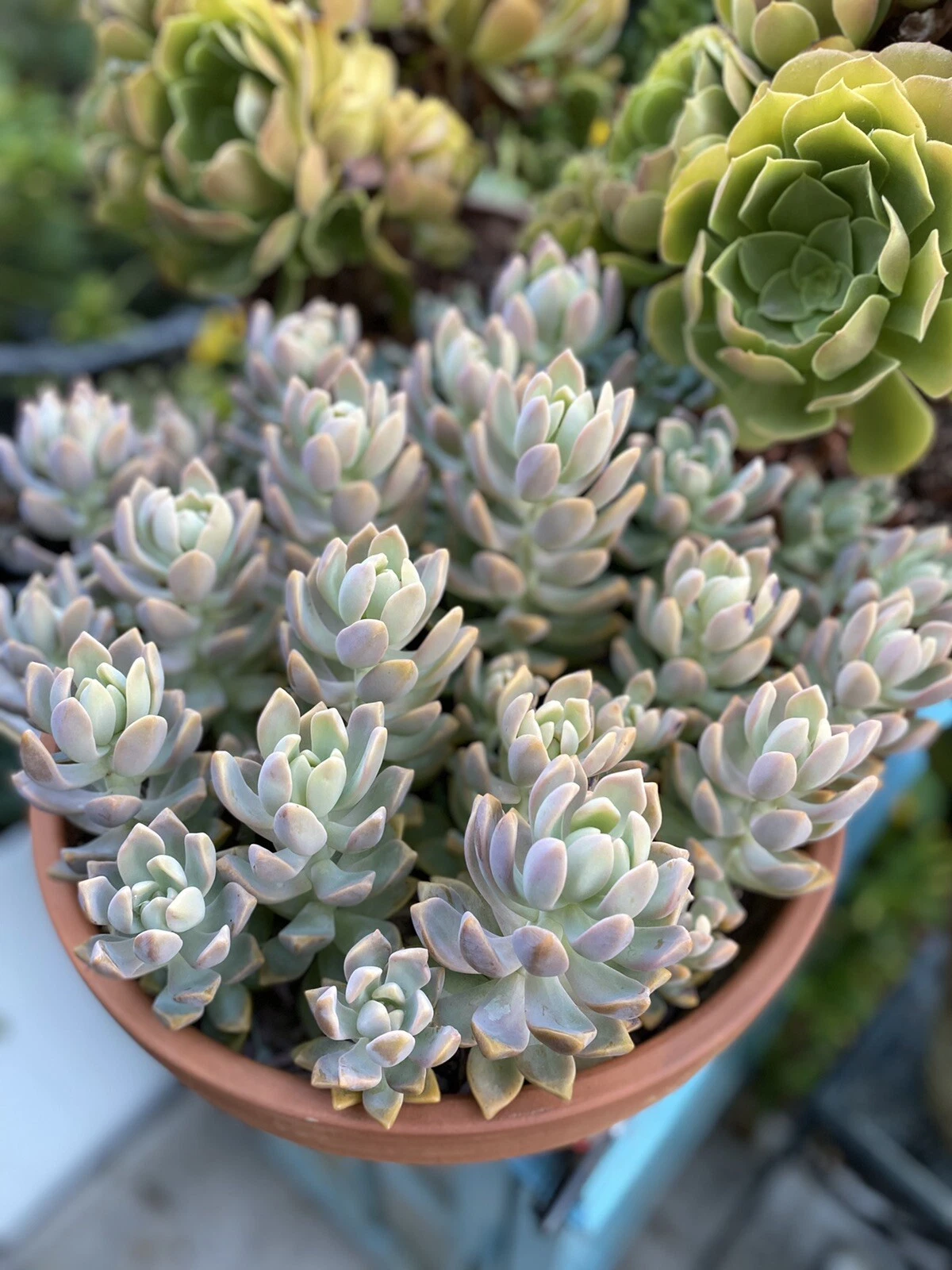 Ghost Plant Succulent Cutting for Planting – Unrooted Graptopetalum paraguayense Stem