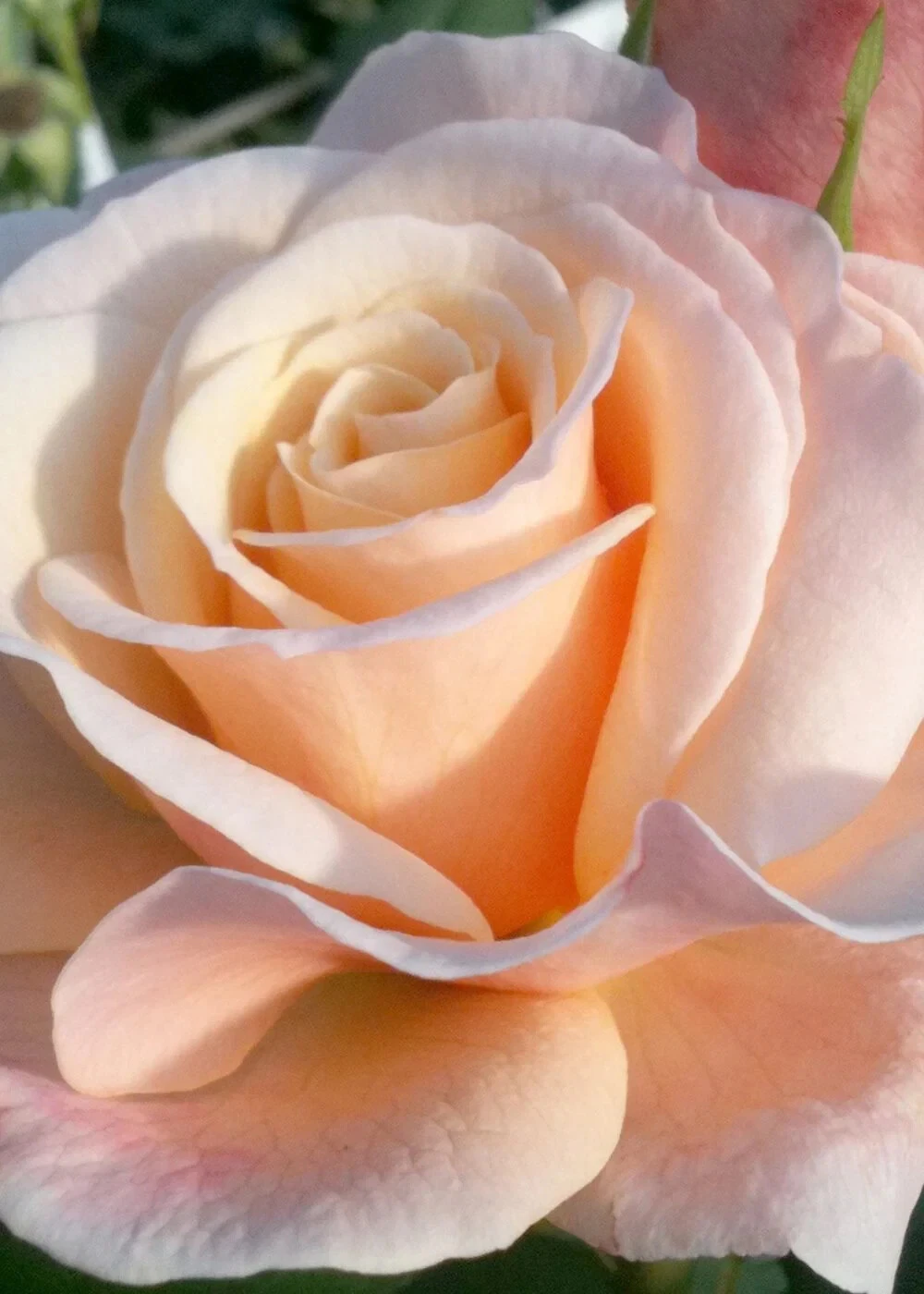 Oh Happy Day Hybrid Tea Rose – 4 Fresh Cuttings, Live Rose Stem Cuttings for Rooting, Large-Bloom Garden Shrub Variety