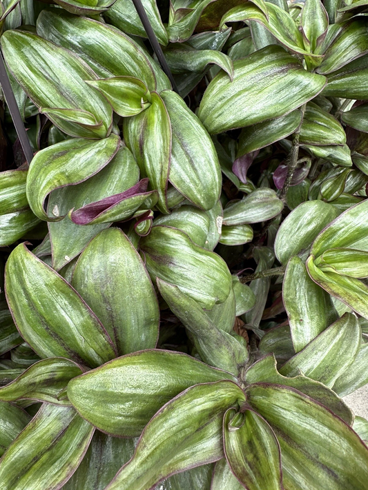 Tradescantia Zebrina Red Gem – 5 True Cuttings of Ssp. Discolor for Rooting and Propagation