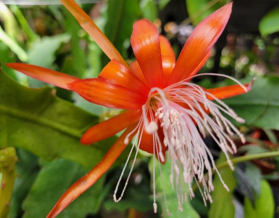 Epiphyllum ‘Fluid Orange’ Cuttings – Orchid Cactus Hybrid, Unrooted Live Cuttings 8–10 Inches Long
