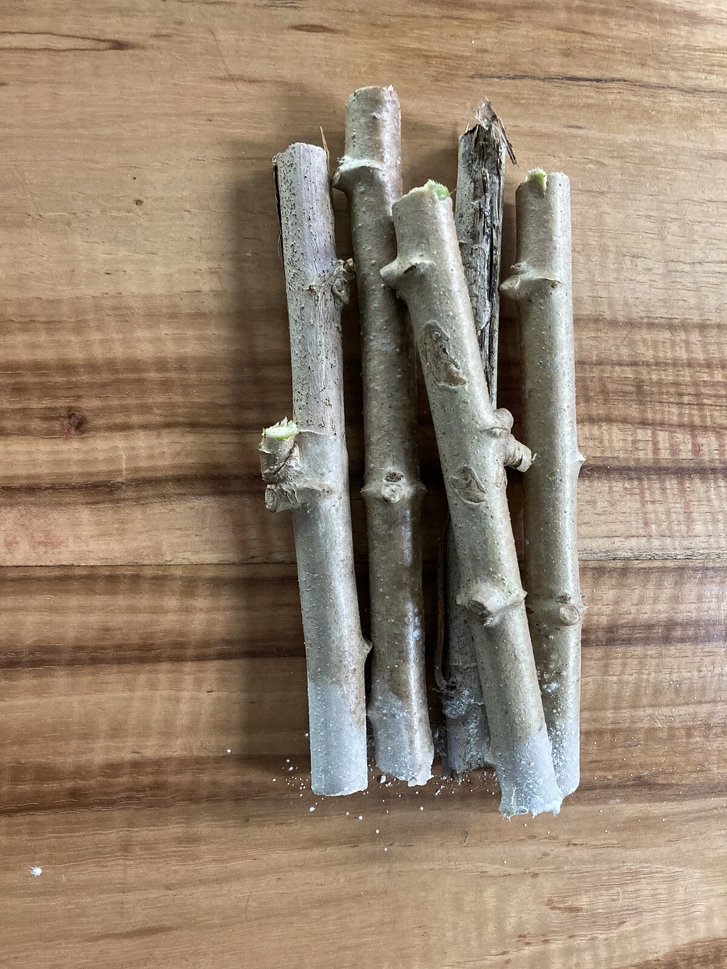 Cassava Yuca Cuttings – 5 Fresh Healthy Stem Cuttings for Planting – Root-Ready Manihot Esculenta Growing Stems