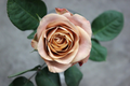 Cappuccino Rose Cuttings – 3 Unrooted Stems for Rooting or Grafting – Rare Brown-Toned Rose Variety