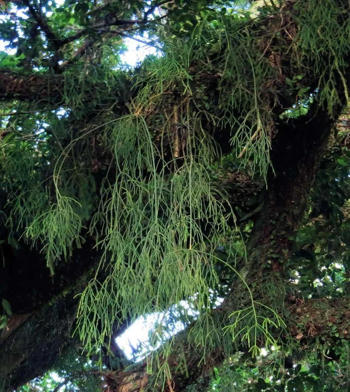 Rhipsalis sp. ‘Porto Alegre’ Cuttings – Epiphytic Cactus, 5 Unrooted Live Cuttings 4 Inches Long