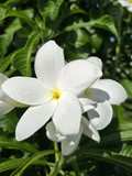 White Plumeria Cuttings – 4 Live Frangipani Cuttings 8–12 Inches for Rooting and Planting