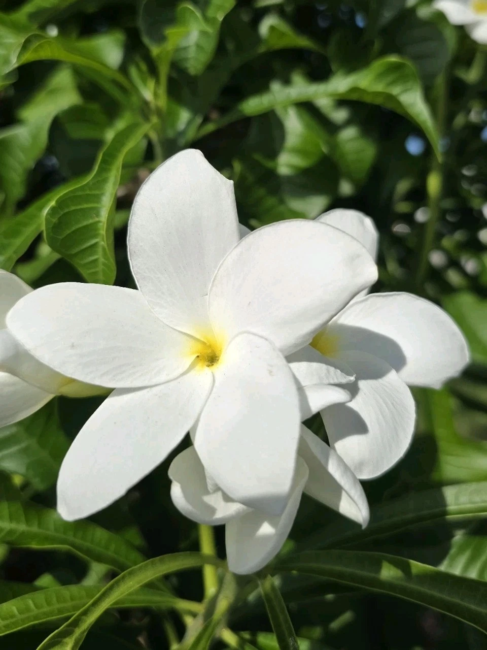 White Plumeria Cuttings – 4 Live Frangipani Cuttings 8–12 Inches for Rooting and Planting