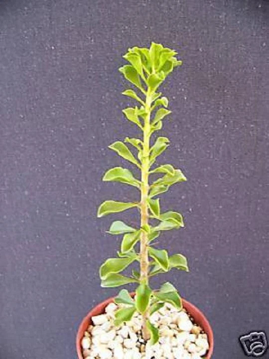 Pereskia Portulacifolia Live Plant – Rare Leafy Cactus, Caudex Bonsai Style, 4 Inch Potted Plant