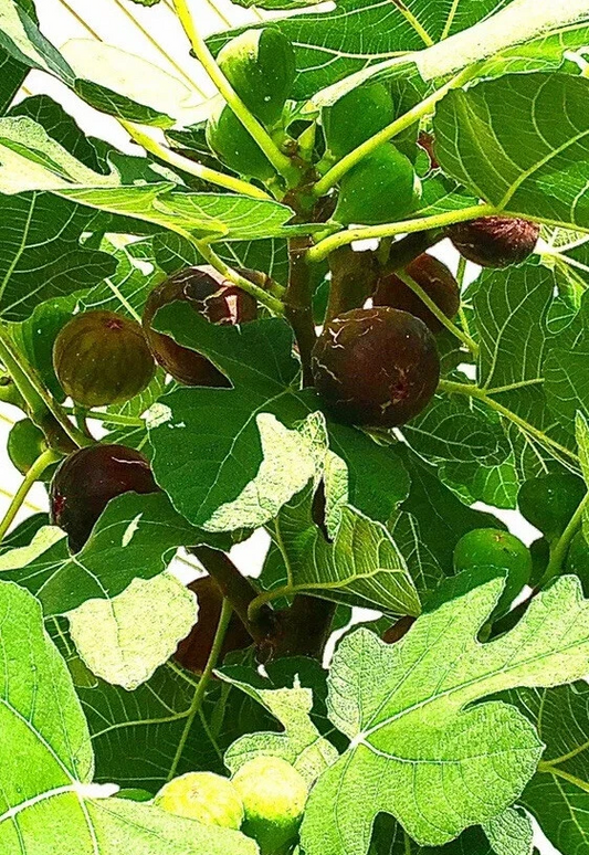 Hardy Chicago Fig Tree Cuttings – 3 Fresh Ficus carica Stems, Cold-Hardy Fruit Variety for Easy Propagation