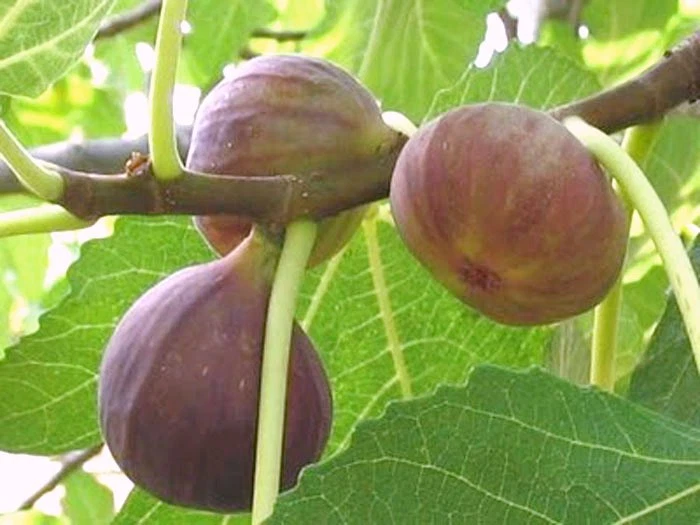 Brown Turkey Fig Tree Cuttings – 3 Live Unrooted Ficus carica Cuttings for Rooting, Grafting, Home Orchard