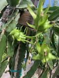 Dragon Fruit Cuttings – 7 Live Pitaya Cuttings 8–12 Inches Long, Hylocereus Cactus for Planting