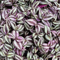 Tradescantia Zebrina Cuttings – 5+ Unrooted Purple Wandering Jew Plant – Trailing Houseplant Starter