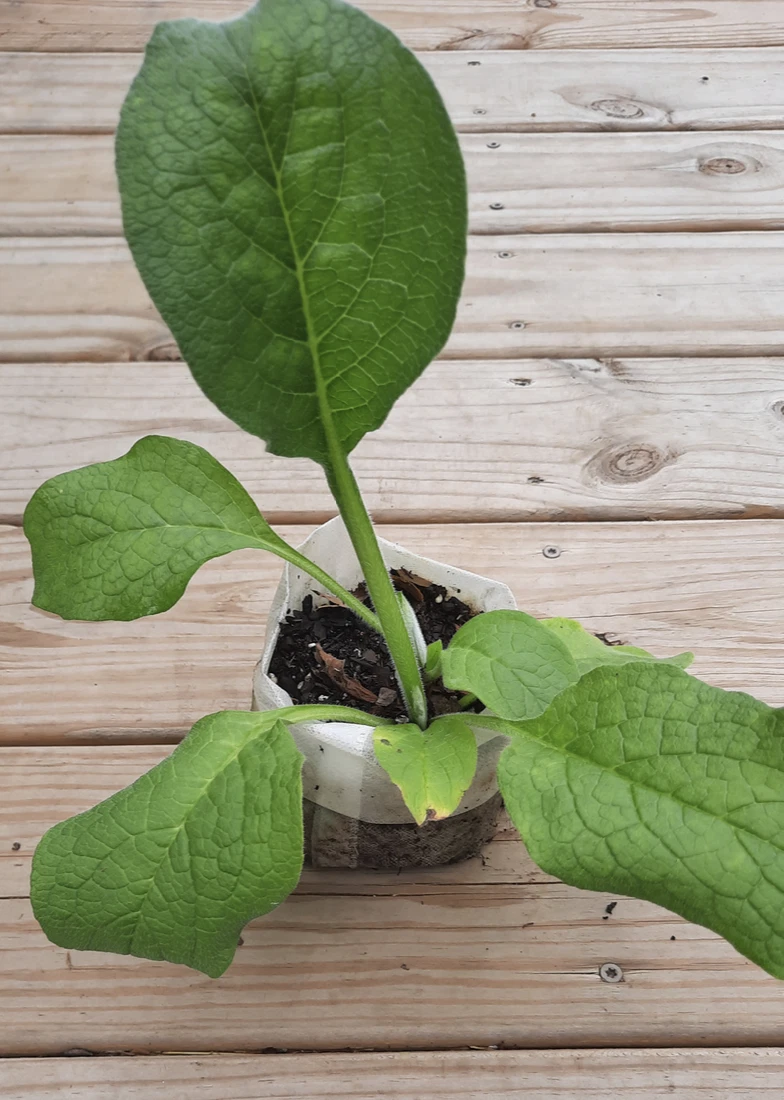 Comfrey Bocking 4 Root – 1 Established Cutting, Symphytum Hybrid Starter for Garden, Fast-Growing Perennial Plant
