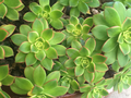 Aeonium Haworthii ‘Kiwi’ Succulent Cuttings – 2 Rosettes 3–5 Inch – Tricolor Cactus Rose Plant