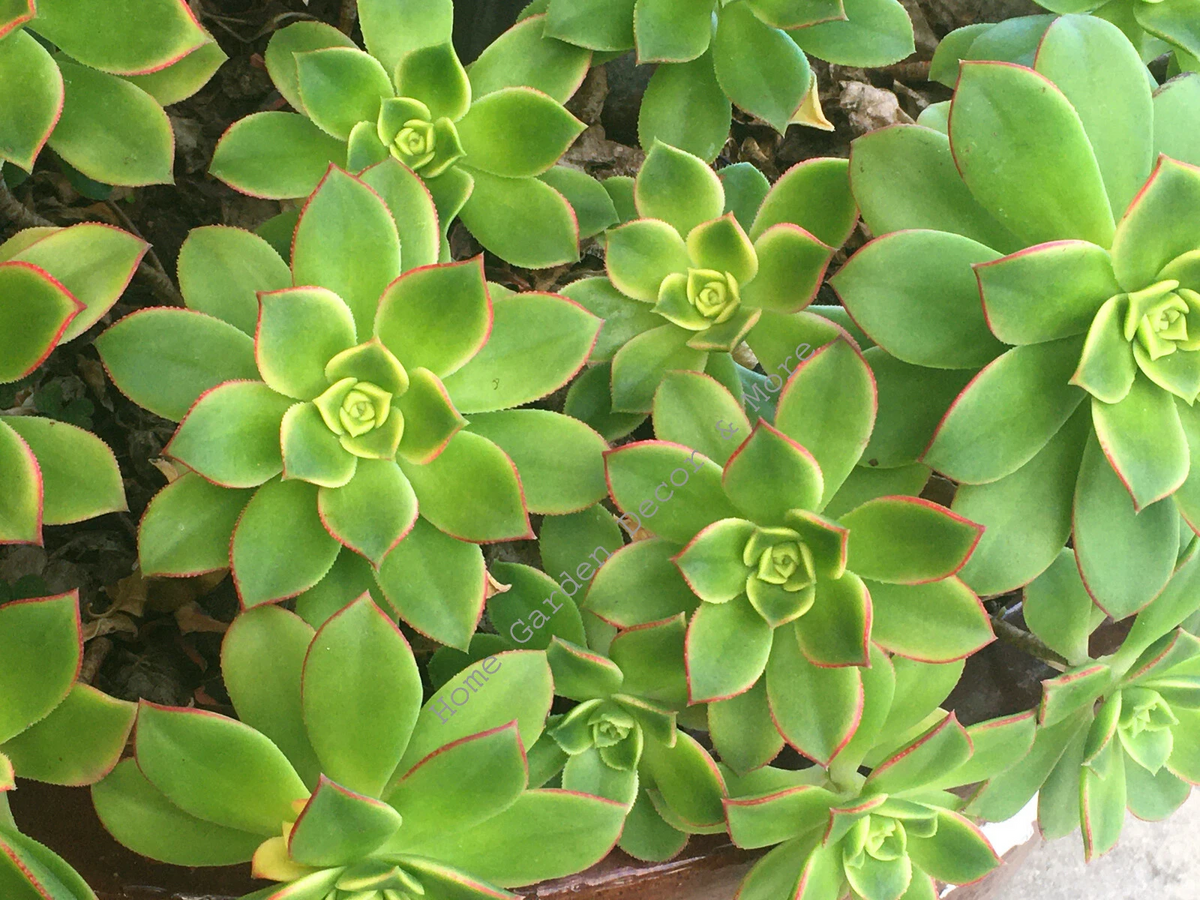 Aeonium Haworthii ‘Kiwi’ Succulent Cuttings – 2 Rosettes 3–5 Inch – Tricolor Cactus Rose Plant