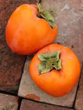 Hachiya Persimmon Tree Cuttings – 10 Unrooted 6–8” Stems for Rooting or Grafting, Diospyros kaki Fruit Tree Starter Wood