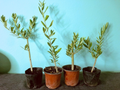 Olive Tree Live Plant – Olea Europaea 6–12in Fully Rooted Cutting Starter for Potting or Garden