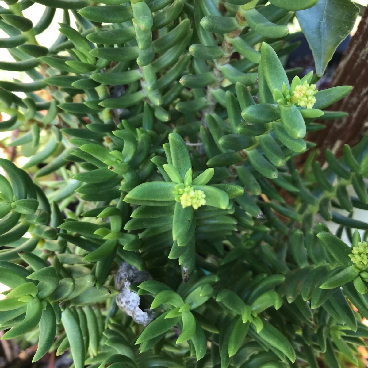 Mini Pine Tree Succulent Cuttings – Set of 4 Crassula tetragona Bonsai-Style Starter Stems for Pots & Indoor Growing