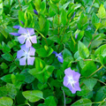 Rooted Vinca Major Cuttings – 10 Periwinkle Vine Starts 15–20" | Live Purple Flower Groundcover Plants
