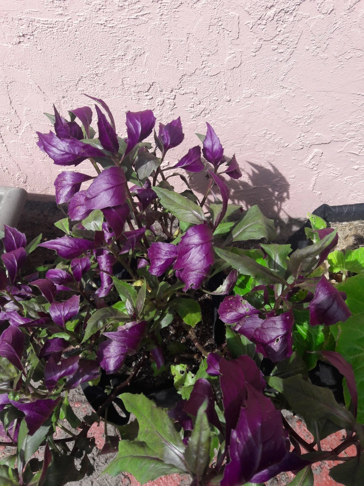 Okinawa Spinach Cuttings – Gynura bicolor Live Plant, 8 Unrooted Cuttings 5 Inches Long, Green and Purple Leaves