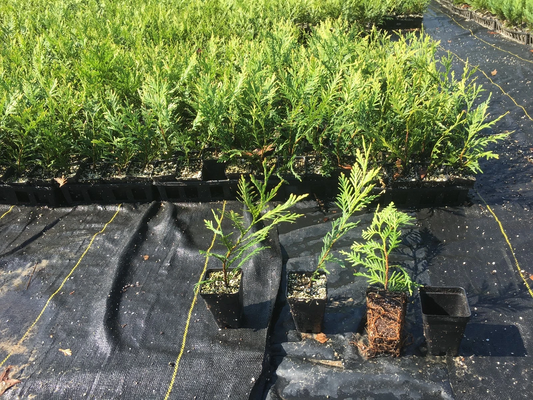 Green Giant Thuja Live Plants 12–18 Inch Tall, Box of 25 Potted Arborvitae for Landscape Planting