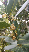 Bay Laurel Cuttings – 10 Stem Cuttings of Laurus nobilis, Bay Leaf Tree for Culinary Garden Propagation
