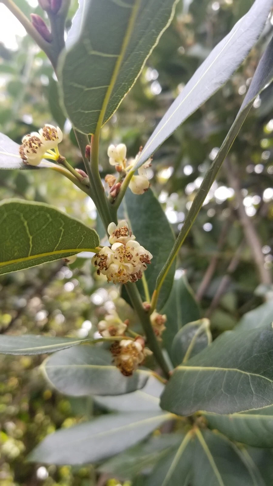 Bay Laurel Cuttings – 10 Stem Cuttings of Laurus nobilis, Bay Leaf Tree for Culinary Garden Propagation