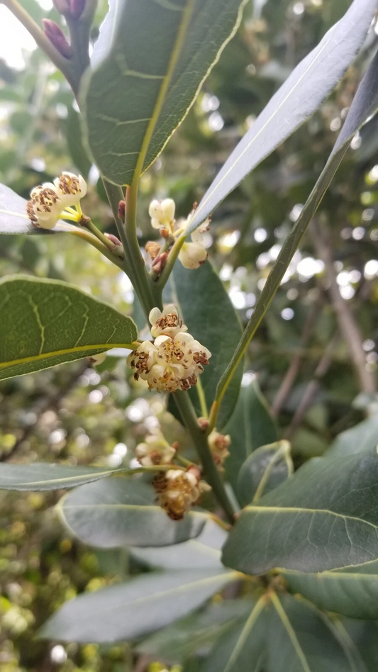 Bay Laurel Cuttings – 10 Stem Cuttings of Laurus nobilis, Bay Leaf Tree for Culinary Garden Propagation