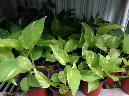 Fully Rooted Pothos Devil’s Ivy Live Houseplant – 2 Bare Root Cuttings, 5–6 Inch Indoor Vine