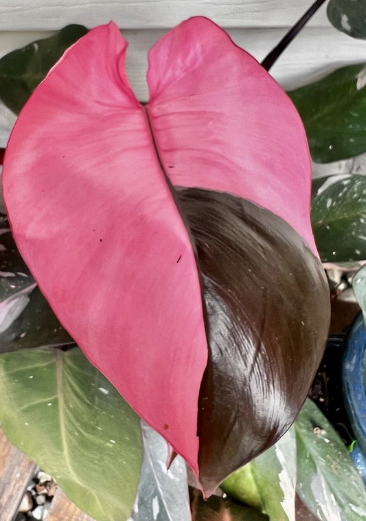 Pink Princess Philodendron Cutting for Planting – Variegated Philodendron erubescens Node Cutting, Indoor Houseplant