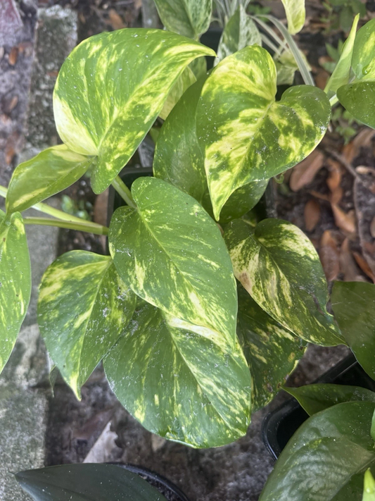 Golden Pothos – 4 Rooted Cuttings – Epipremnum aureum Starter Vines for Indoor Growing and Potting
