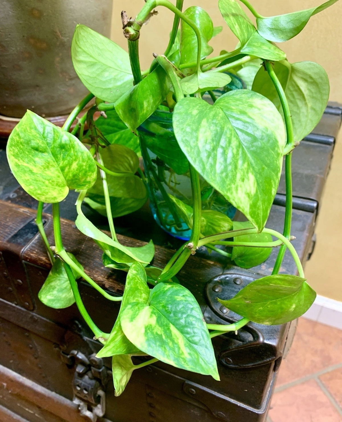 Golden Pothos Cuttings – 2 Live Epipremnum Aureum Unrooted Cuttings, 4–6 Inch Indoor Houseplant for Propagation