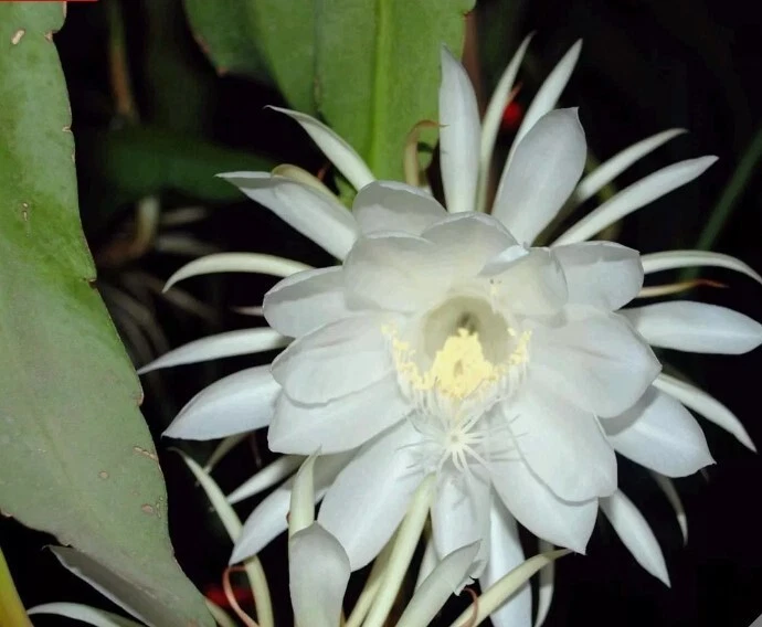 Epiphyllum Oxypetalum Cuttings – 4 Live 6" Queen of the Night Orchid Cactus Stems for Propagation