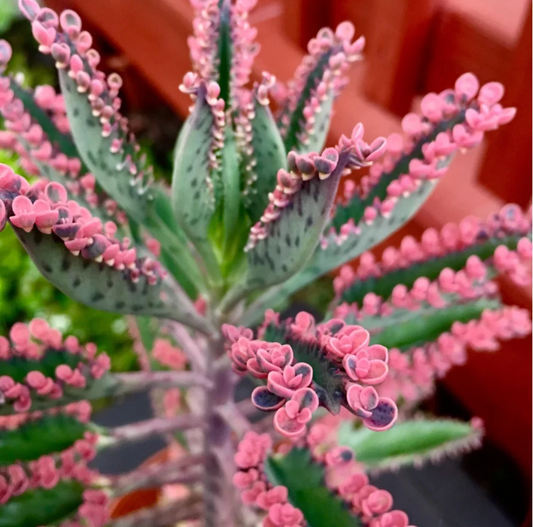 Kalanchoe ‘Pink Butterfly’ Succulent – Live Plant in 2" Pot, Unique Colorful Plantlets, Easy-Care Houseplant for Home & Garden Decor