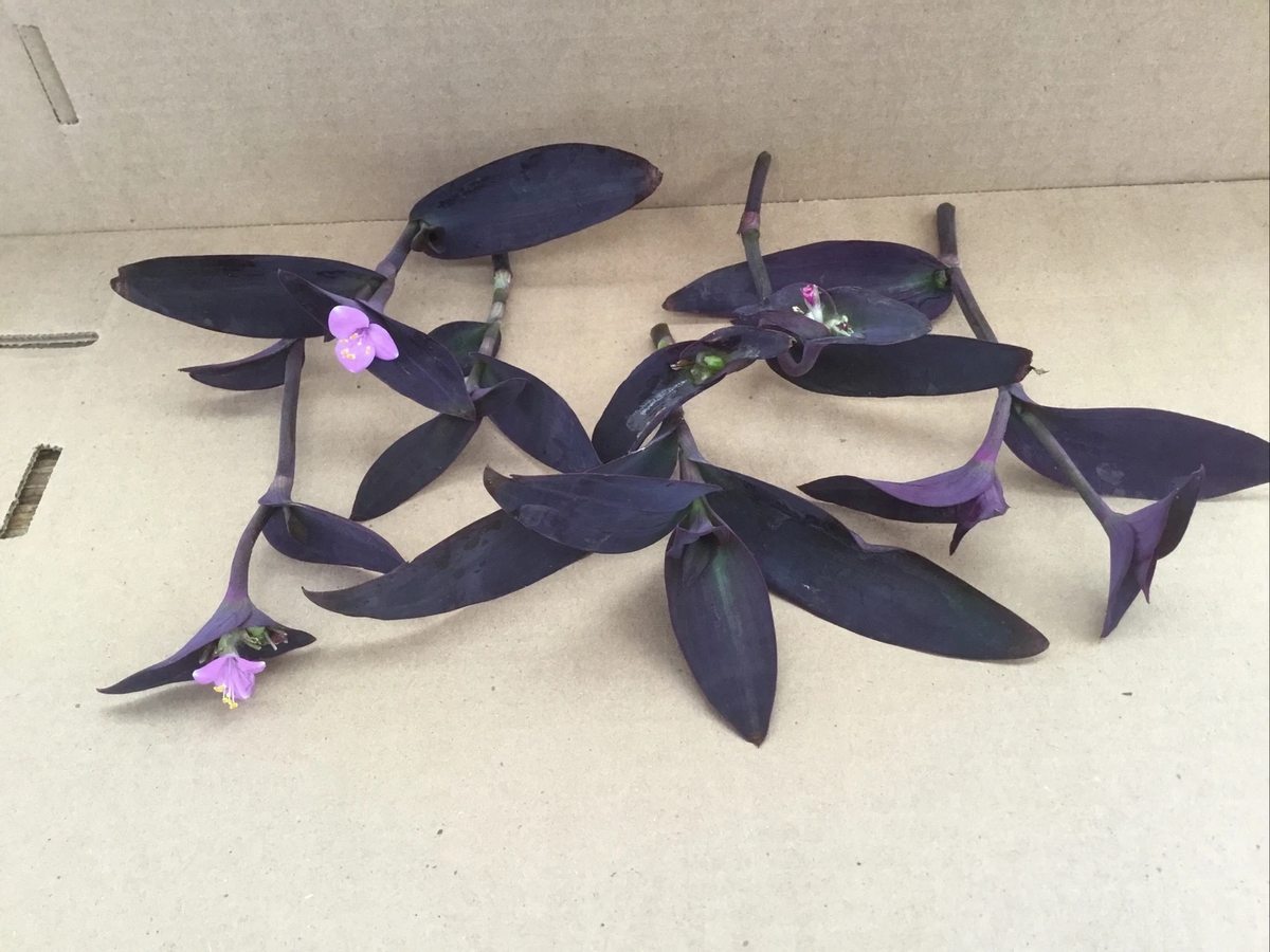 Purple Jade Plant Cuttings – 6 Pack Crassula Ovata Purple Variety, Easy-Grow Succulent Cuttings for Rooting & Indoor Pots