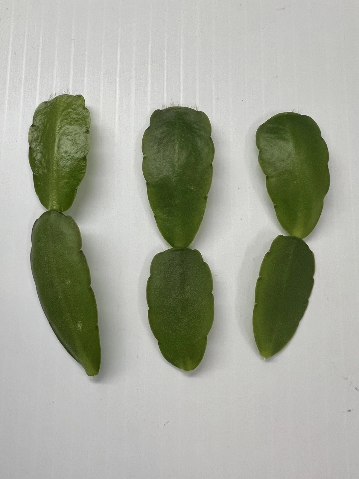 White Easter Cactus Cuttings – 3 Live Rhipsalidopsis/Hatiora Pieces, Spring Sunrise Variety, Easy-Rooting Houseplant for Indoor Growing