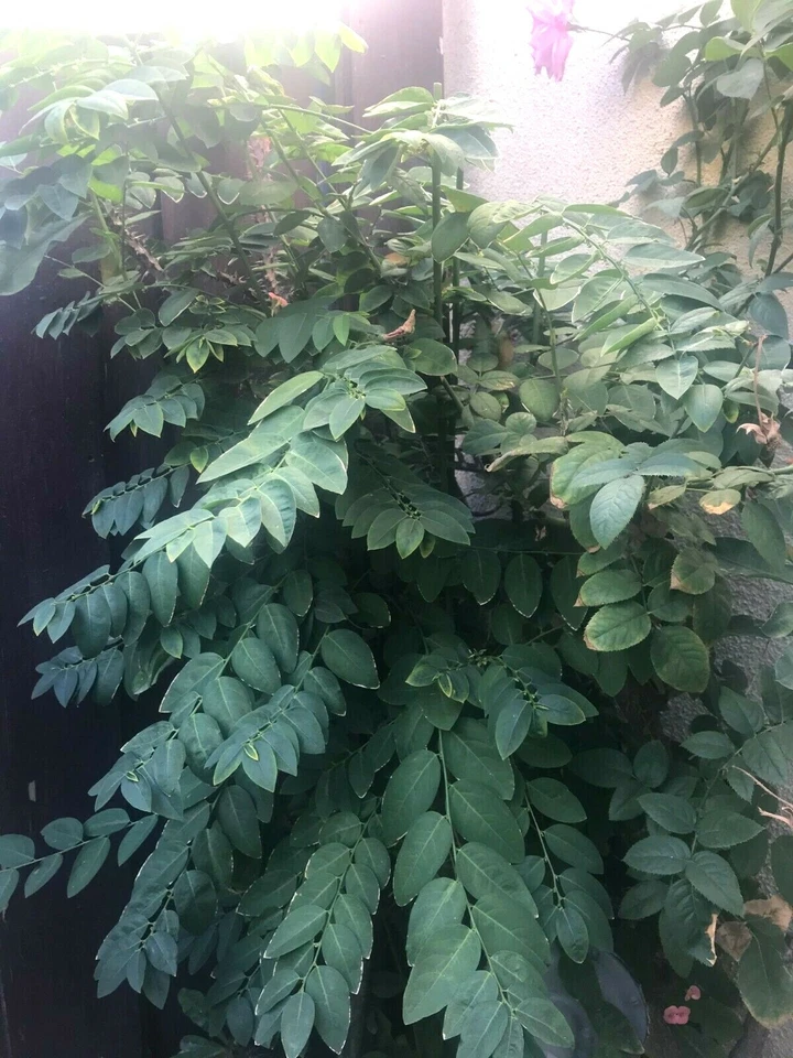 Katuk Plant Cuttings for Planting – 5 Unrooted 8 Inch Branches, Sauropus androgynus, California Grown