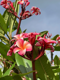 Pink Plumeria Cutting – 3 Fresh 10-Inch Single-Head Stems, Frangipani Starter Cuttings for Tropical Garden Growing