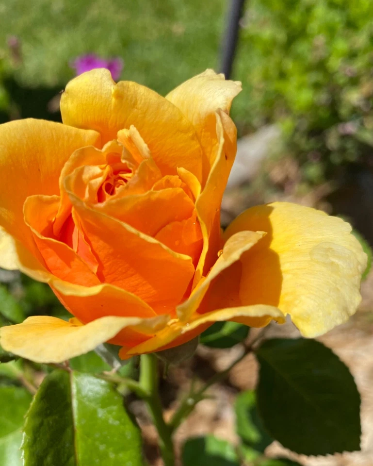Yellow Apricot Rose Unrooted Cuttings – 5 Rosa Cuttings for Rooting or Grafting Garden Roses
