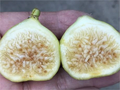White Marseilles Fig Cutting – Ficus carica, Unrooted Hardwood Cutting with 3+ Nodes, 8 Inch Length for Planting