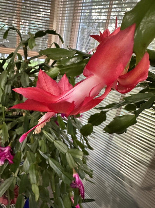 Red Schlumbergera Truncata Cutting for Planting – Giant Holiday Cactus Segment, Unrooted Live Plant