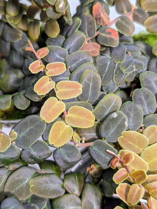 Marcgravia sp. coriacea Live Cutting for Planting – 10 Leaf Terrarium Vine, Unrooted Tropical Plant