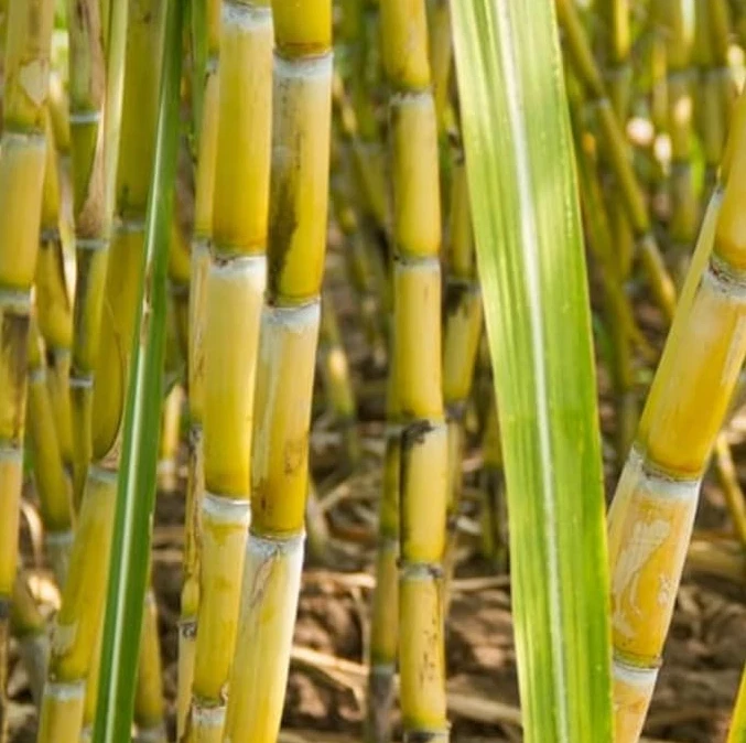 Yellow Sugarcane Cuttings – 20 Live Saccharum Officinarum Stalk Pieces, 18" Long with 3–4 Nodes Each for Planting & Garden Growing