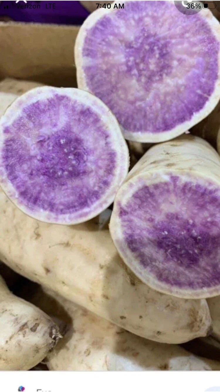 Okinawa Purple Sweet Potato Slips for Planting – 15 Unrooted Cuttings, Organic Grown Khoai Lang