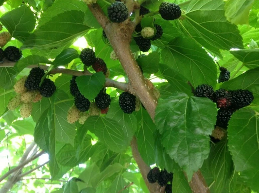 Black Mulberry ‘Shangri-La’ Cuttings – 10 Unrooted Tree Cuttings – Cold Hardy Zone 6 Fruit Tree
