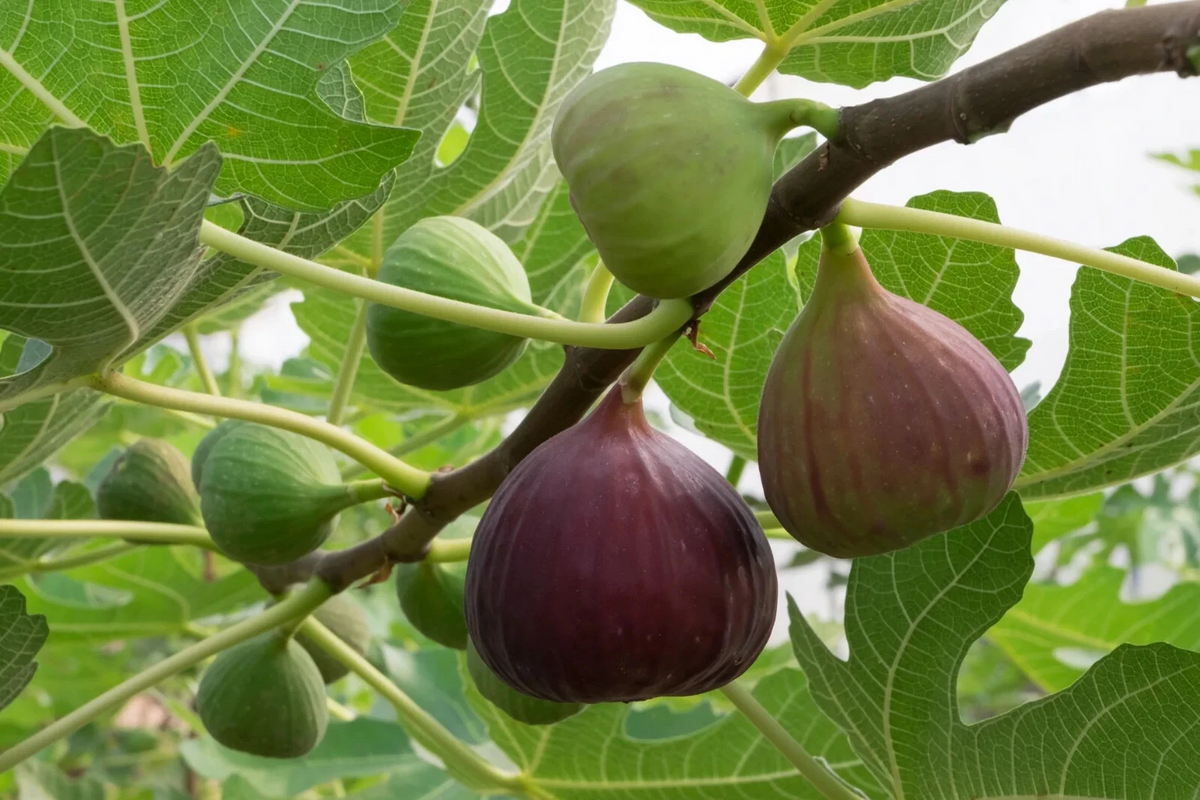 Brown Turkey Fig – 2 Fresh Cuttings for Planting + Willow Water Included – Live Fig Tree Starter Stems for Rooting