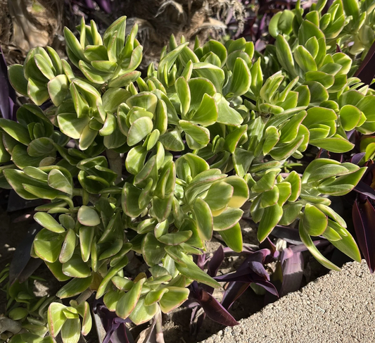 Crassula Ovata Variegated Jade – 5 Lemon Lime Tri-Color 3–6" Cuttings, Live Succulent Stems for Rooting, Indoor or Outdoor Pots